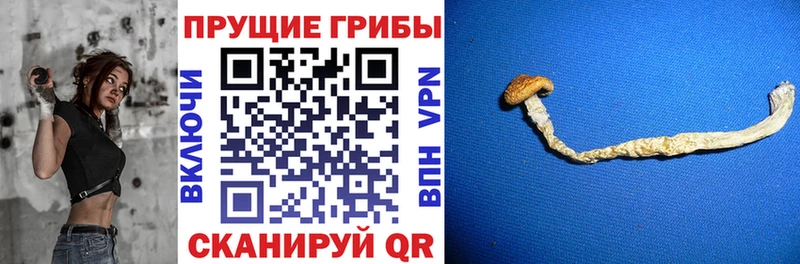 купить наркоту  Тырныауз  ссылка на мегу маркетплейс  Псилоцибиновые грибы GOLDEN TEACHER 
